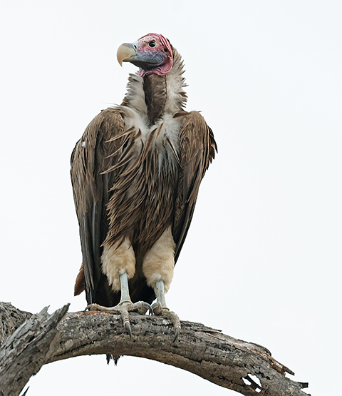 Lappet-faced Vulture